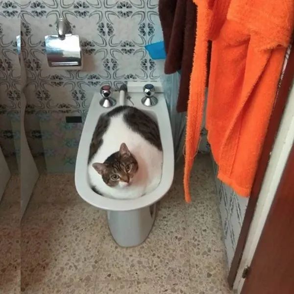 猫是一种液体吗看完长知识了,猫是液体猫咪吗