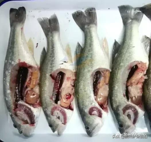 降温对加州鲈影响,加州鲈鱼夏天高温怎么避免热应激