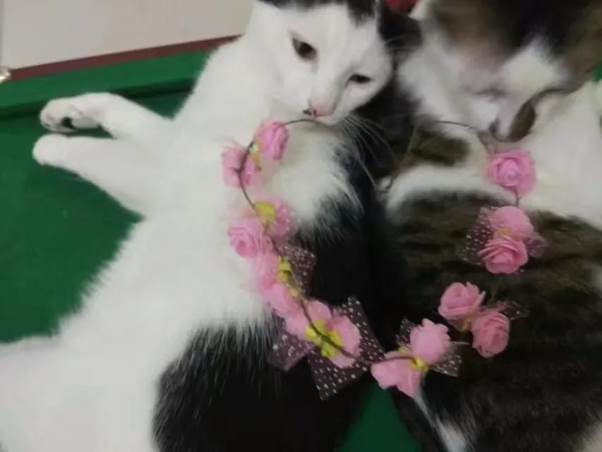 两只从来都不打架的猫咪突然打架,两只猫咪几个月还在打架