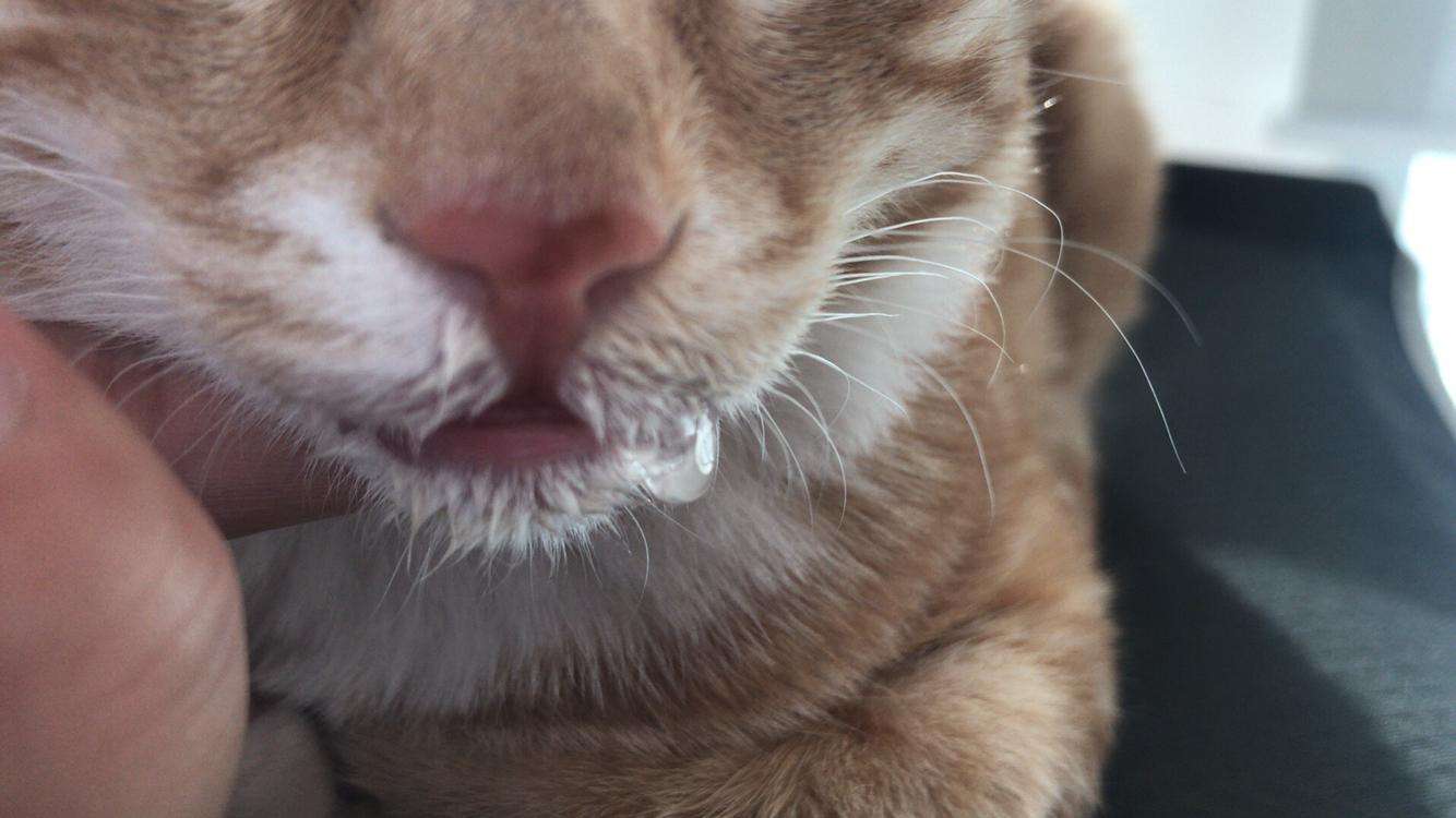 铲屎官必知判断猫咪生病的症状,铲屎官注意猫咪这个部位也需护理