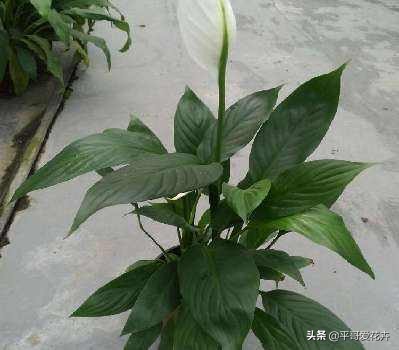 一帆风顺叶子发蔫怎么补救水培,一帆风顺黄叶怎么补救最快方法