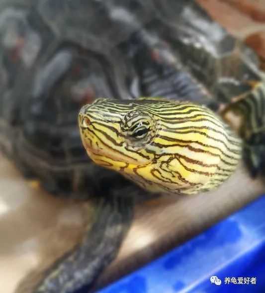 乌龟中耳炎是放水里好还是放外面,乌龟中耳炎手术怎样才算剔除干净