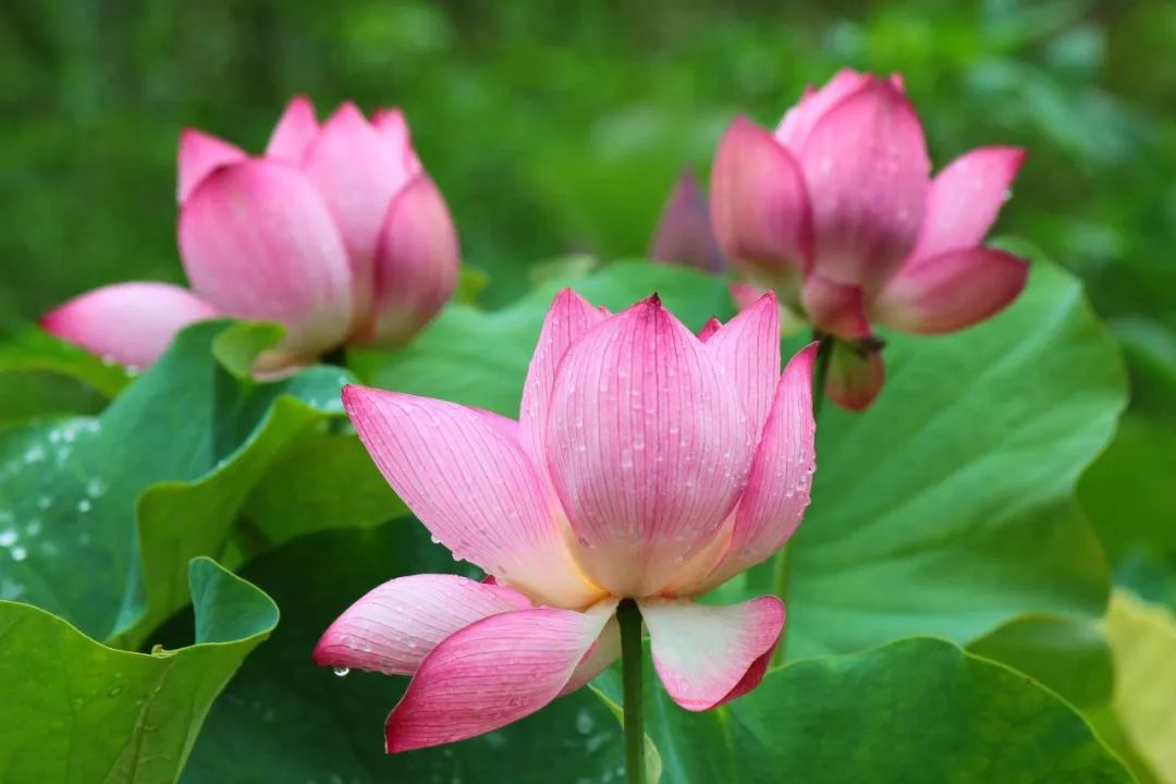 画一幅夏天的荷花画,儿童画夏天的风景画荷花