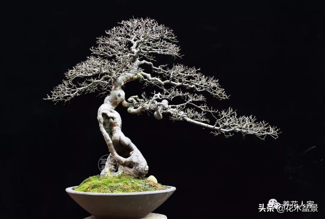 从盆景小白到终身爱好,初学者养盆景少走坑