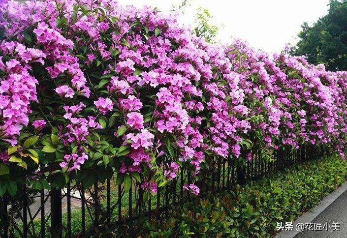 四季开花又耐寒的爬藤植物有哪些,好养的户外爬藤花卉植物有哪些