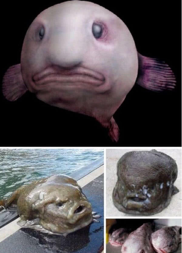 世界上最丑的鱼叫什么鱼,世界上有哪些极丑的鱼