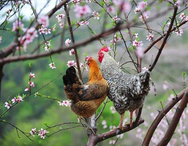芦花鸡的奥秘,芦花鸡的优点