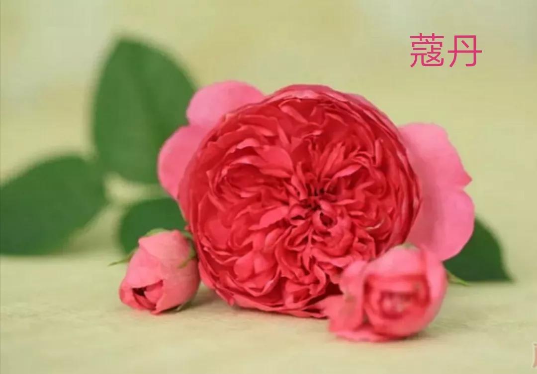 适合做切花的月季品种,十大公认最好切花月季