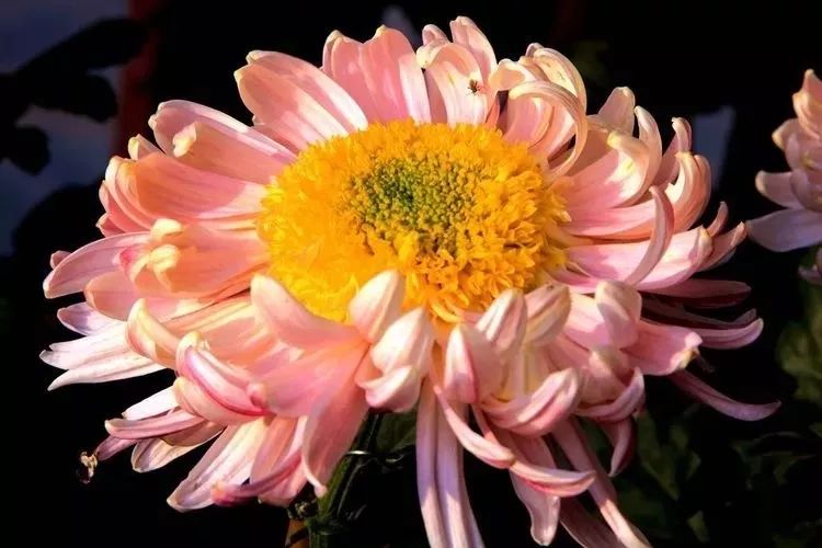 花中四君子菊花国画用笔,花中四君子菊花高清图片