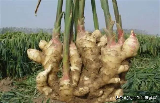 牙黄口臭一招搞定,美白牙齿最有效的方法洗牙