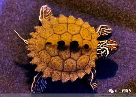 地图龟成体样子,地图龟种类及图解