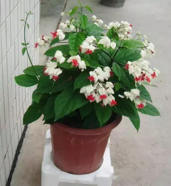 献给那些养花每次都养死的人文案,一直养死花但从未放弃养花