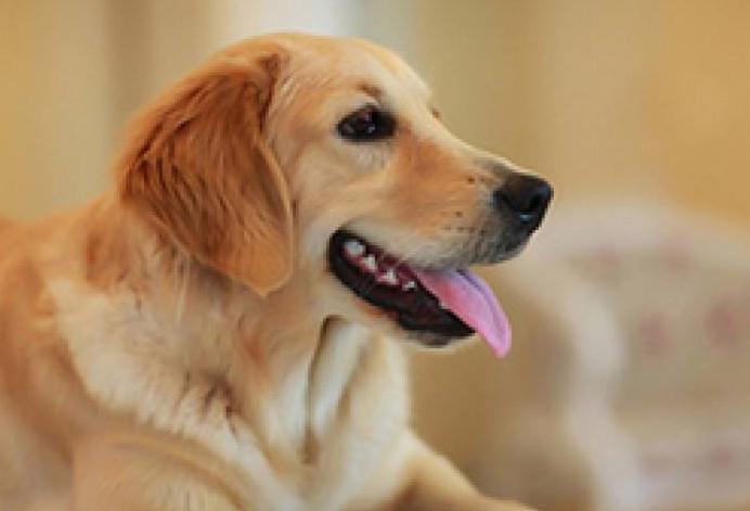 如何让金毛喜欢你,如何让金毛狗狗对你死心塌地