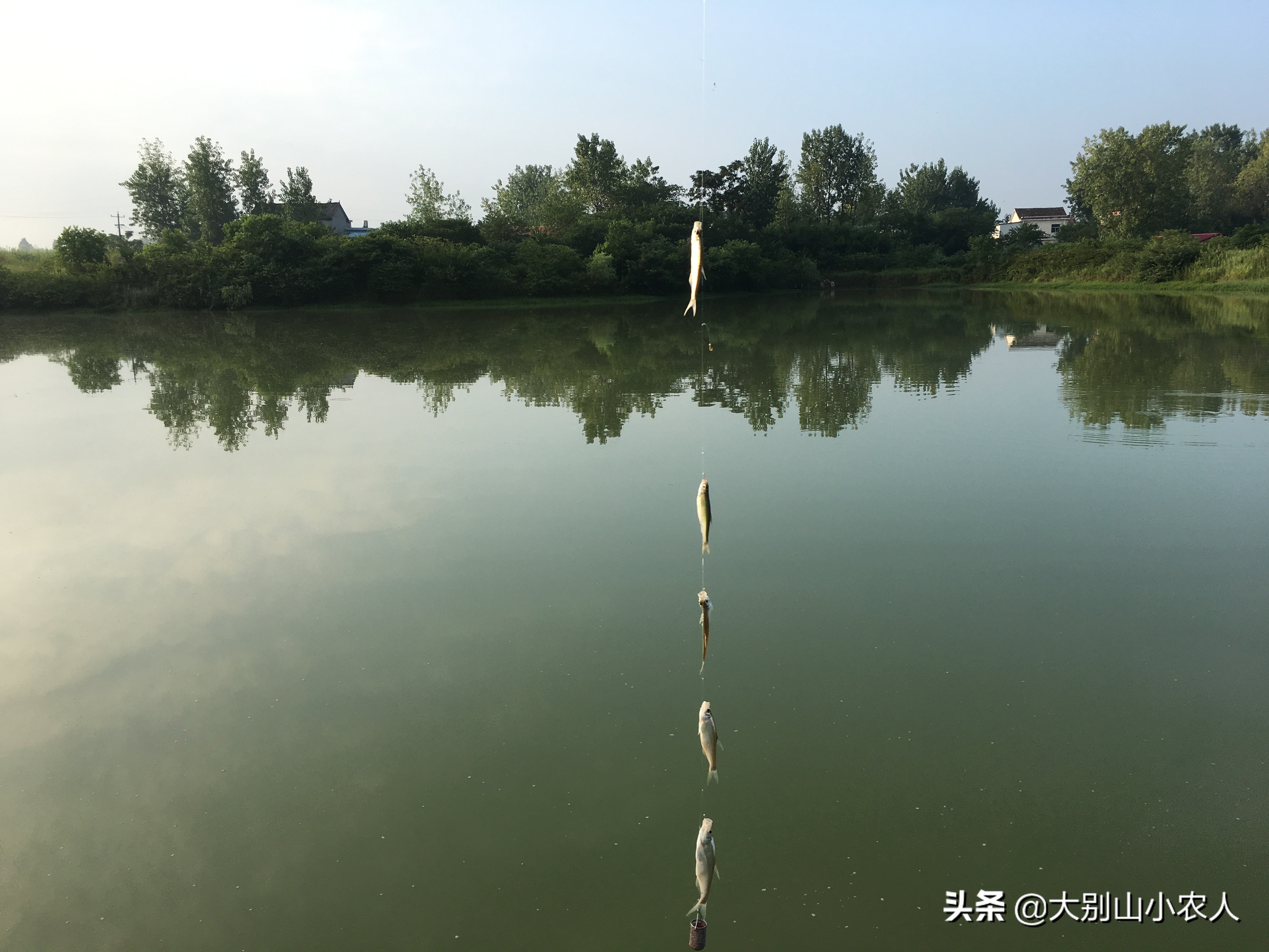 野钓翘嘴的正确方法与技巧,池塘浅水钓翘嘴最好方法