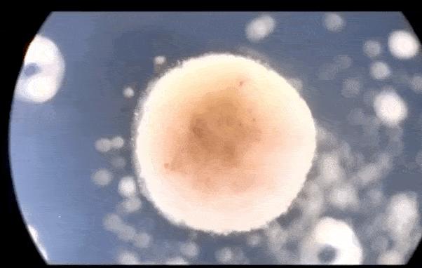 全球首个自我复制的活体机器人,全球首个活体机器人诞生了