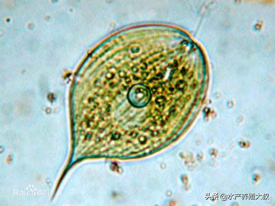 水产养殖藻类培养做法,水产养殖什么藻类最好