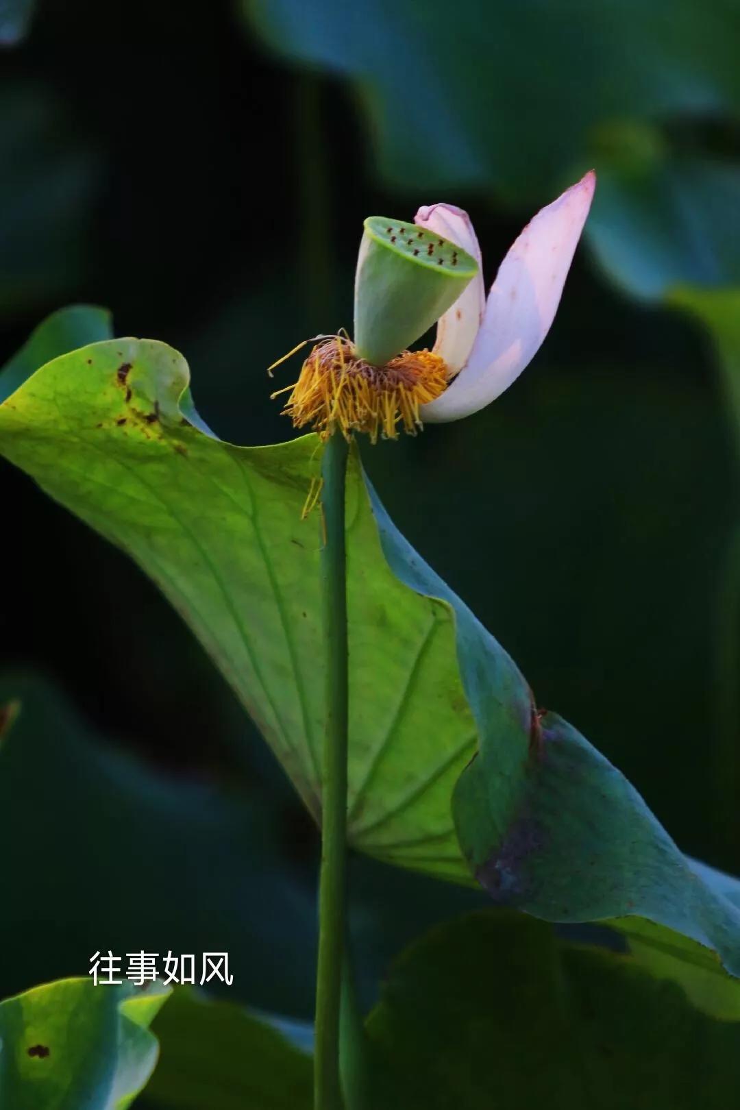 惊艳！淮阳，因为ta，美得不像“画”