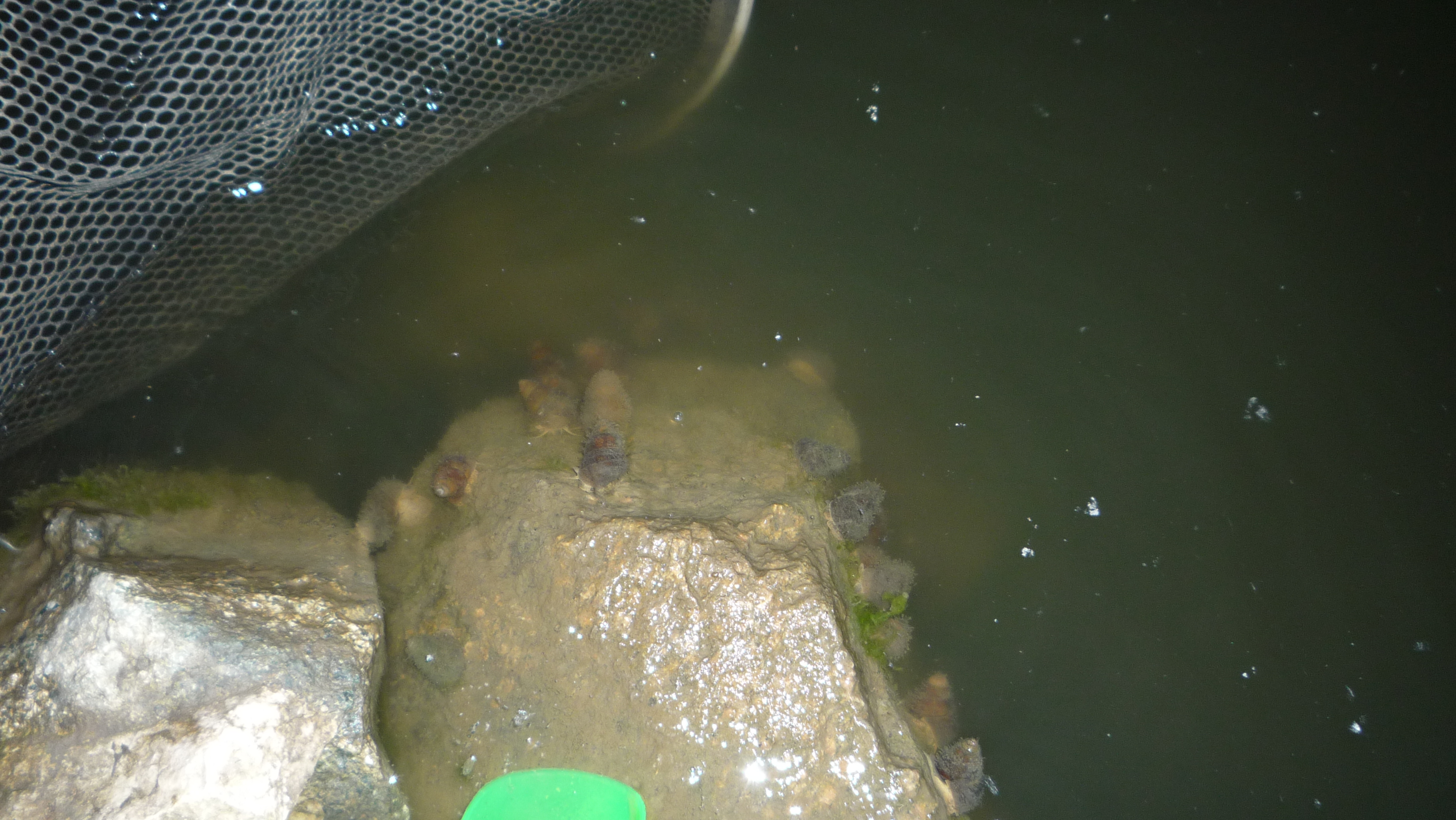 野钓钓饵最佳状态,野钓必备状态饵