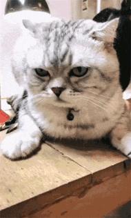 你知道猫咪胡须的秘密么,捡到猫咪的胡子有什么寓意