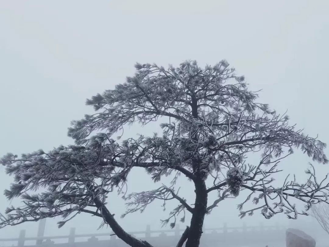 九仙山雾凇1到6度能看到吗,今天九仙山有雾凇吗
