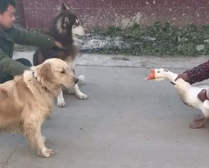 为啥有鹅的地方没有蛇,鹅的粪便能驱赶蛇是真的吗