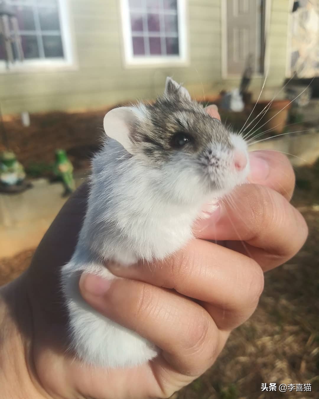 怎么养仓鼠才不会让它无聊,仓鼠该怎么养它让它熟悉主人