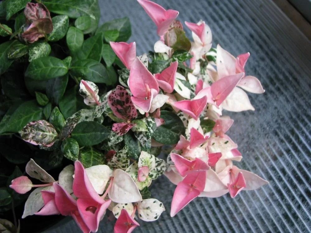 适合室内种植的爬藤植物有哪些,跟绿萝一样好养的爬藤植物