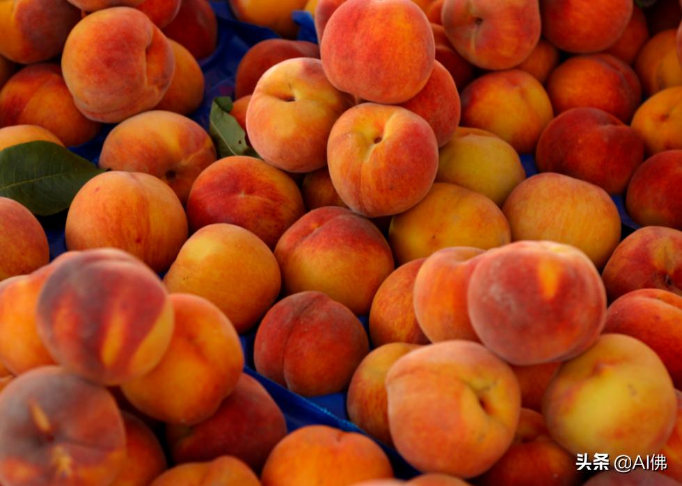 狗哪些食物不适合吃,不适合狗狗的食物