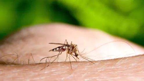 “登革”的意思，是我们平常用来骂人的哪句话？