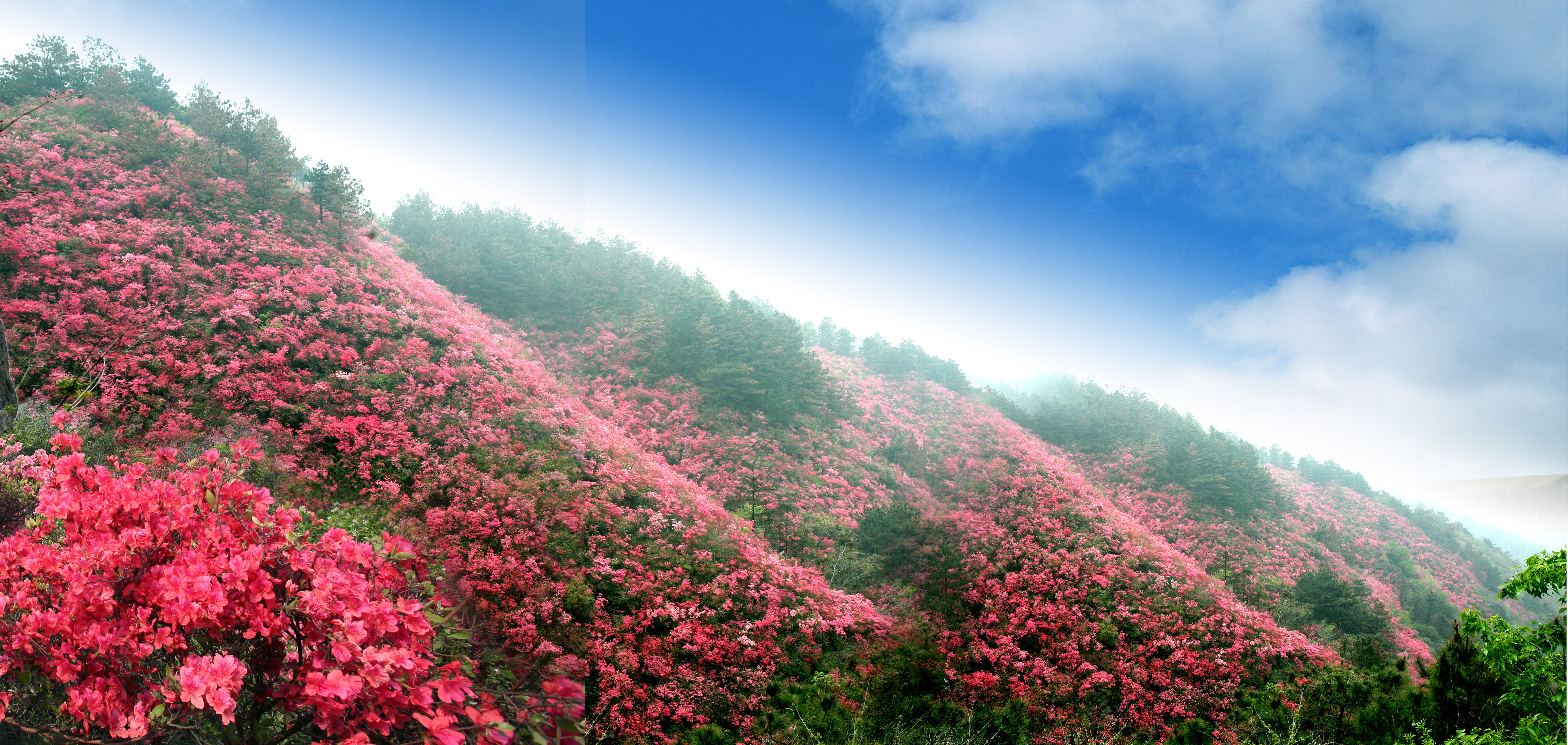 厉害了云雾山,一网捞起18000斤鱼,30块钱吃到撑