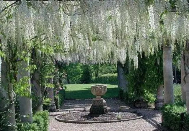 紫藤中最有名的品种叫什么名字,非常好种不需要太阳的紫藤品种