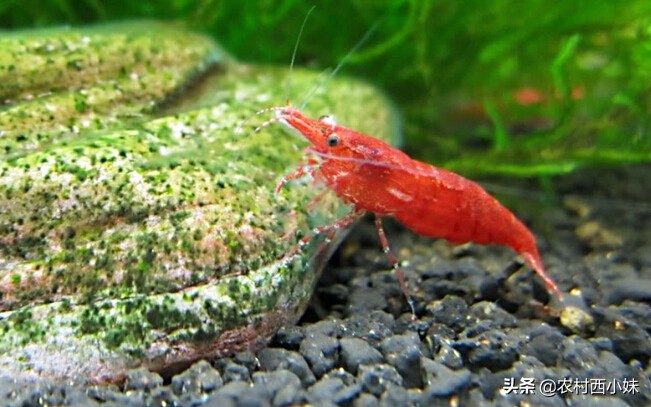 观赏虾品种排行榜前十名,观赏虾哪个品种好养又便宜