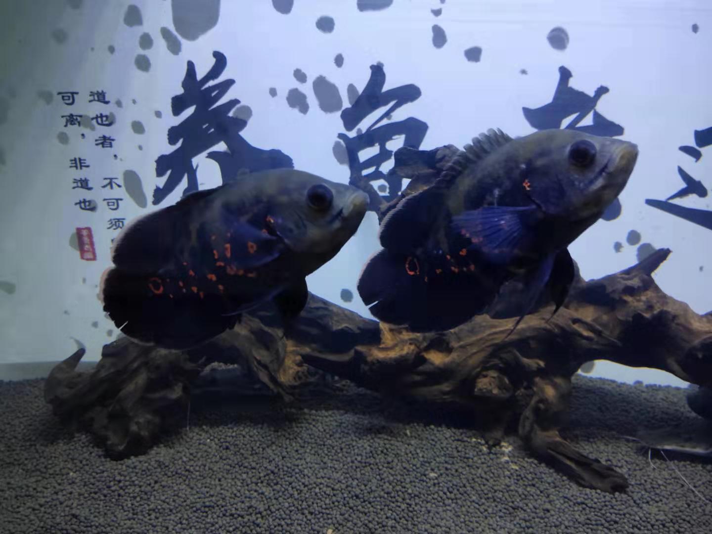 地图鱼如何检测鱼缸水质,地图鱼入缸要加盐吗