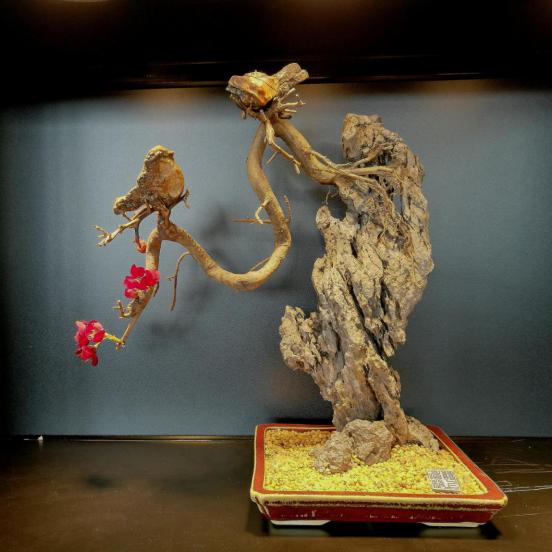 都是些什么“鸟石”？保证有你好看