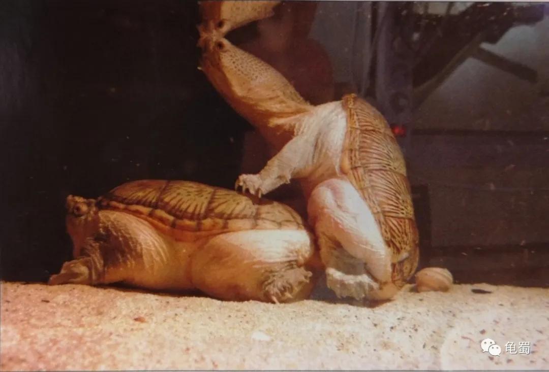 minimonster杭州,minimonster绘本