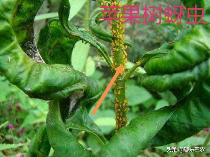 蚜虫用什么药效果最好,杀灭蚜虫哪种药剂最好