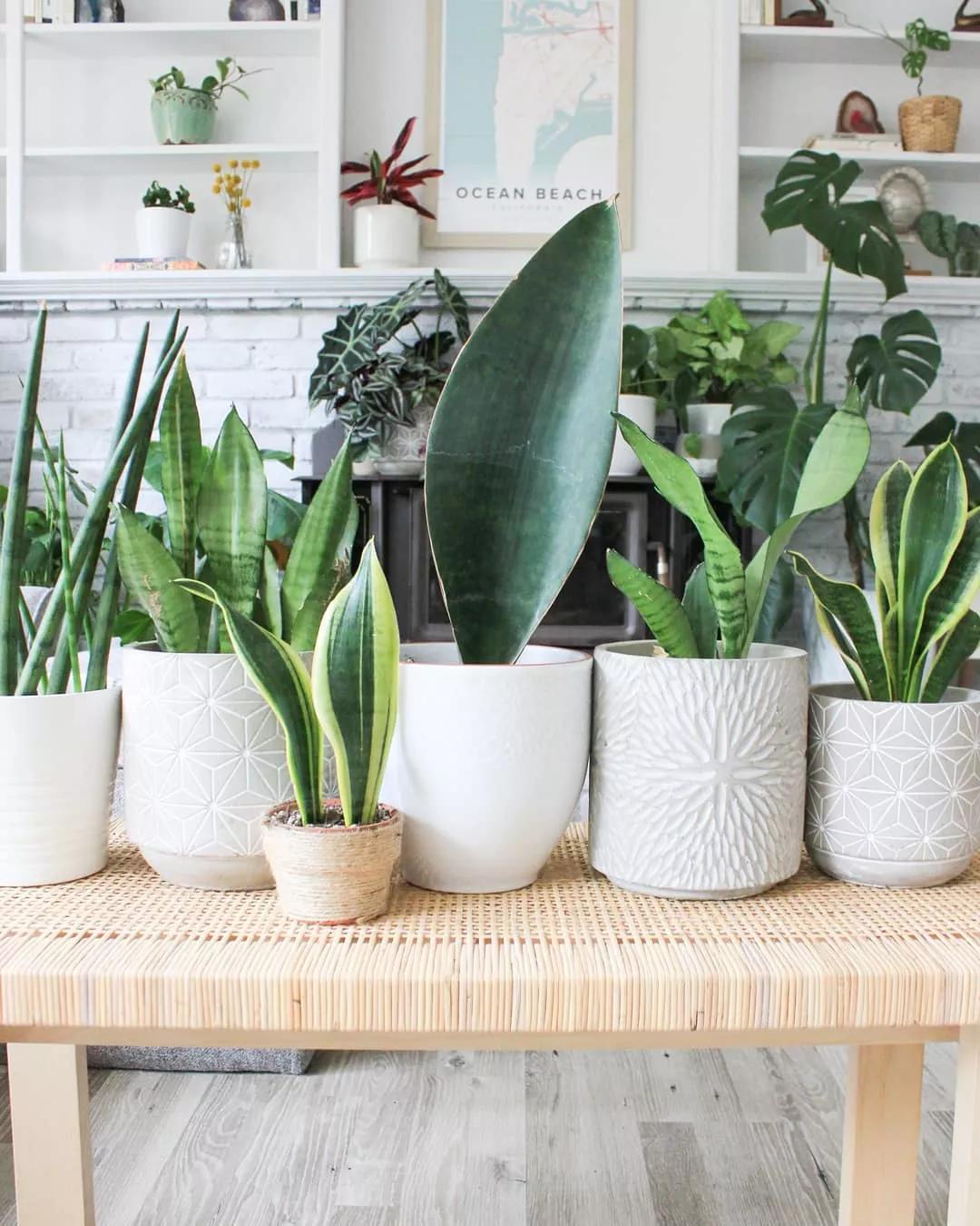 送给喜欢种花的人什么礼物,想养花却把花养死