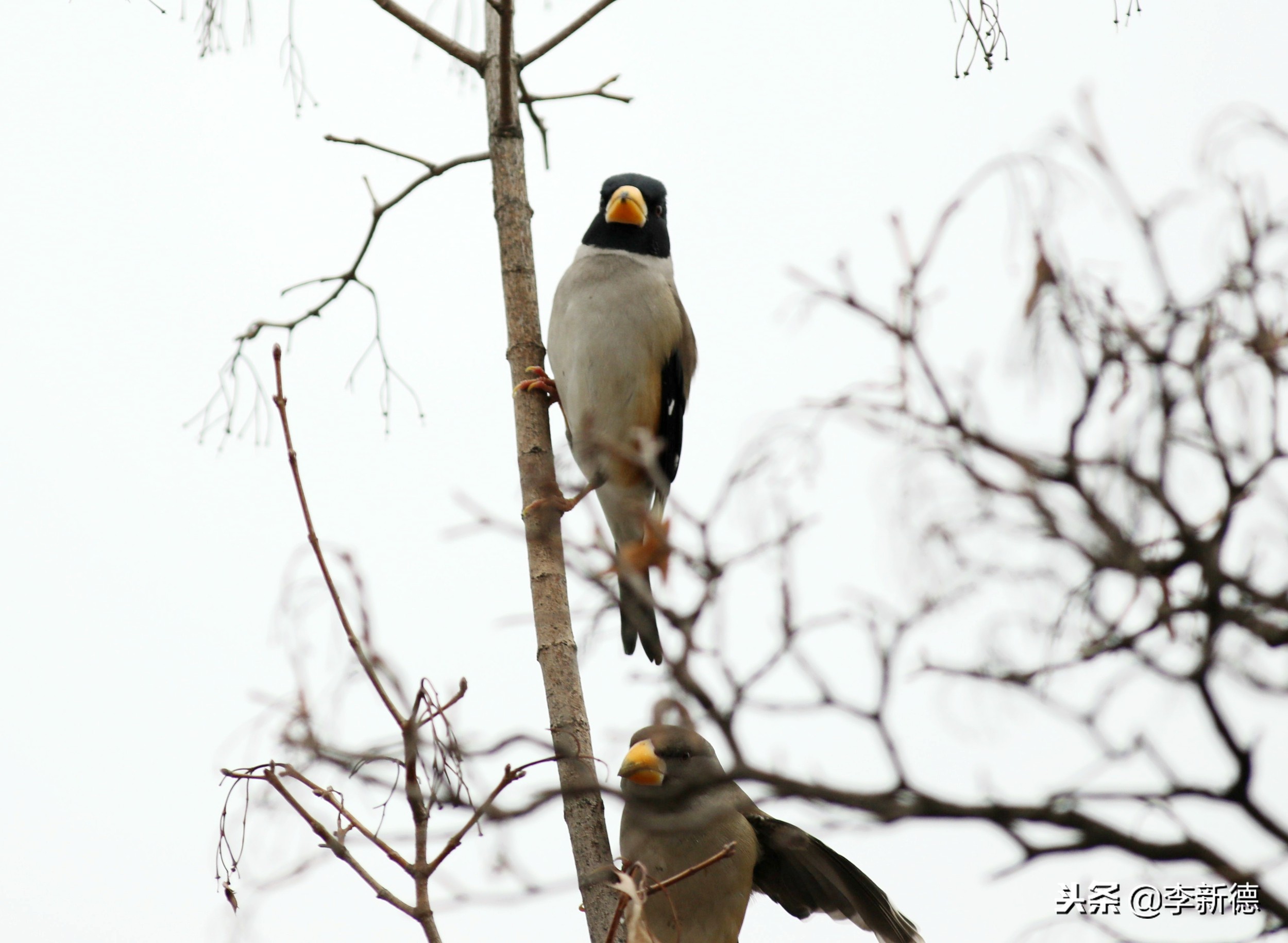 安徽铜嘴鸟,合肥拍鸟视频大全