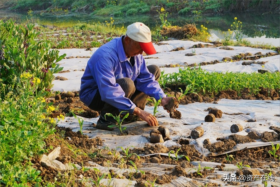 桂平莫某某,海南莫某某