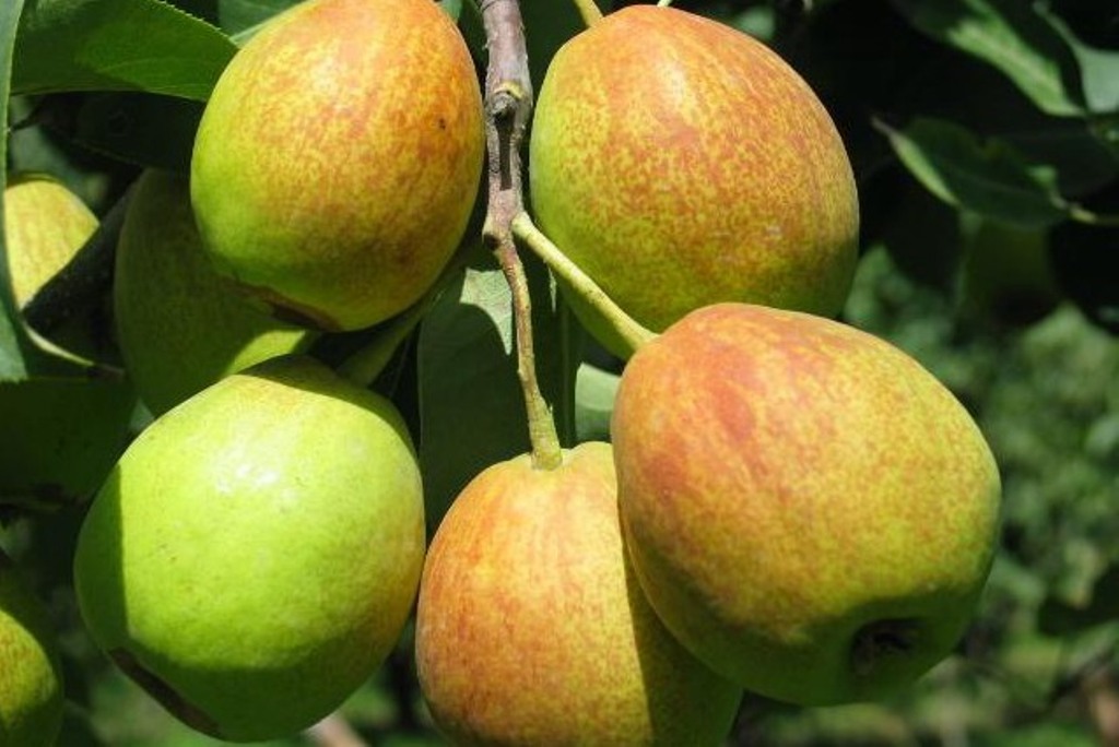 产自*疆新**，来自“梨城”，由于皮太薄肉太脆运输不便，常被冒充