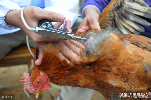 鸡支堵的防治方法,鸡支气管堵塞怎么造成的