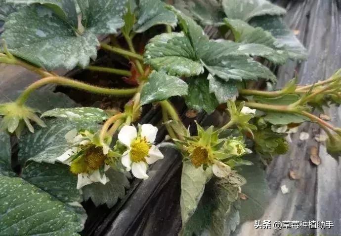 草莓受冻,草莓受冻花萼干