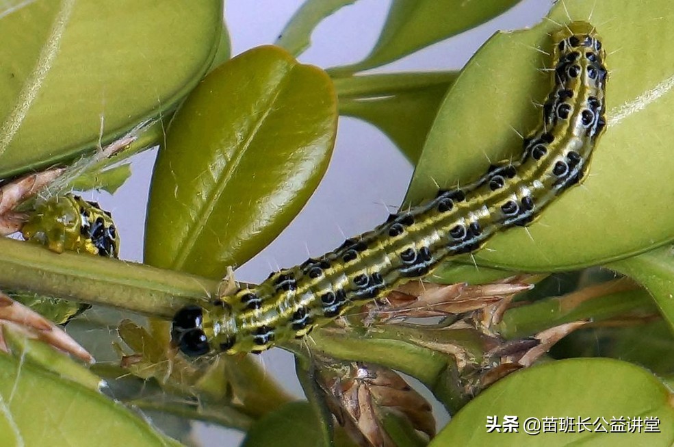 瓜子黄杨绢叶螟防治方法,黄杨绢野螟成虫用什么药