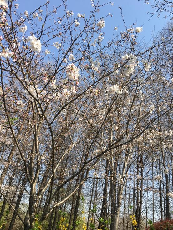 春天必打卡的樱花胜地顾村公园,顾村公园樱花照片视频