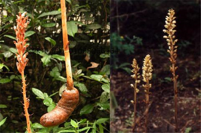 天麻的生长习性是什么,天麻深度解析