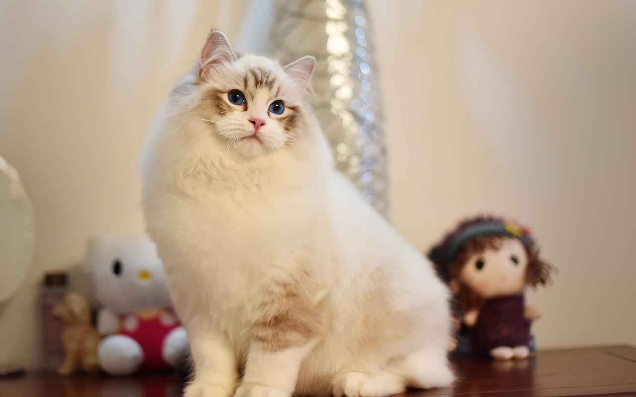 布偶猫新手入手,布偶猫的特征和缺点