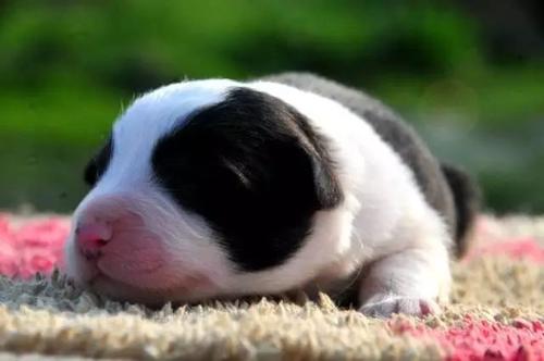 边牧特别胆小怎么办害怕其他狗狗,边牧狗狗长大了还能训练吗