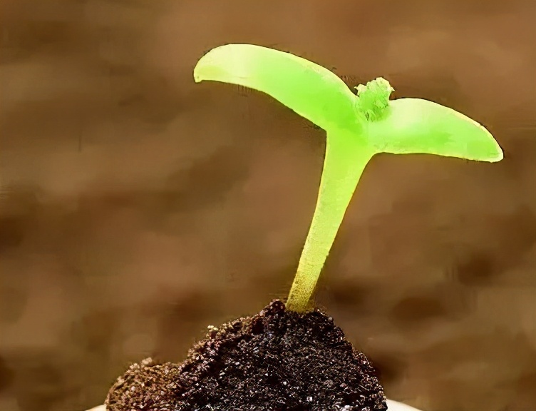 甲状腺癌卵巢癌,甲状腺癌和卵巢癌