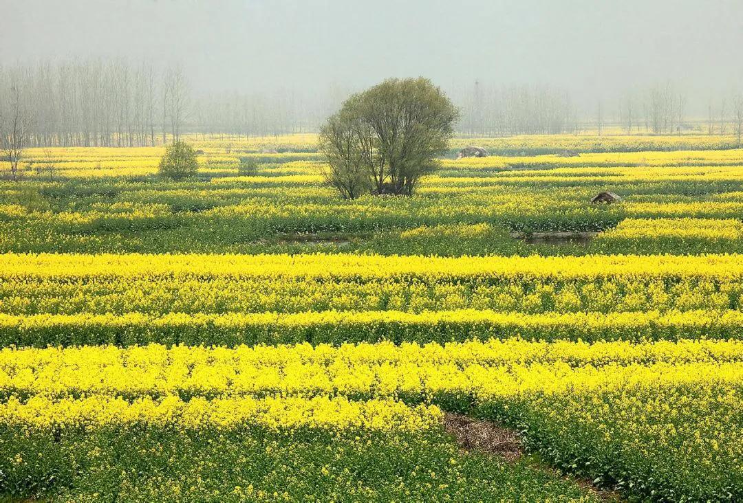 兴化的城市好冷,外地人评论兴化