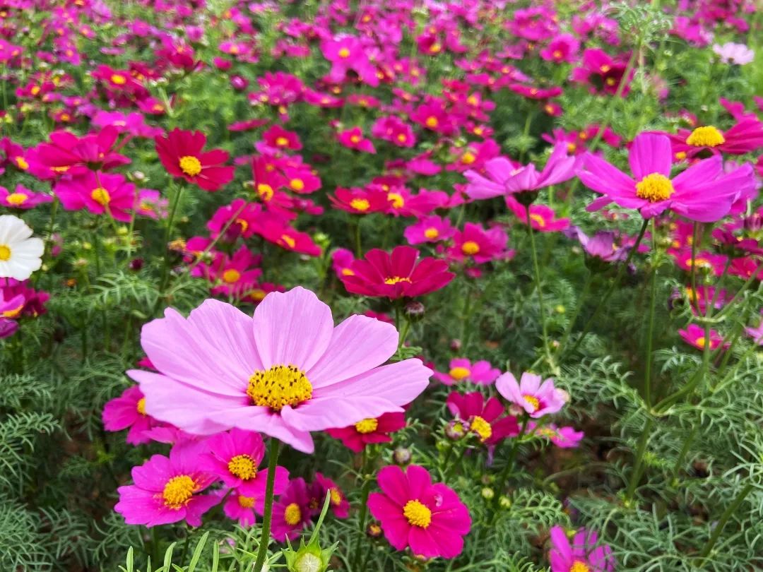 海心沙的花海美爆了,广州海心沙花海